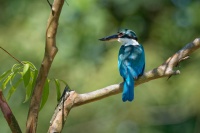 Lednacek promenlivy - Todiramphus chloris - Collared Kingfisher o1640